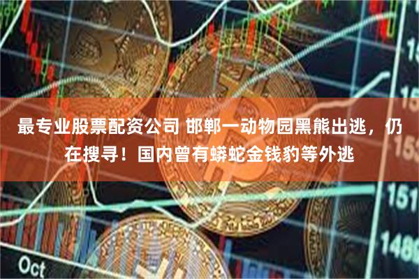 最专业股票配资公司 邯郸一动物园黑熊出逃，仍在搜寻！国内曾有蟒蛇金钱豹等外逃
